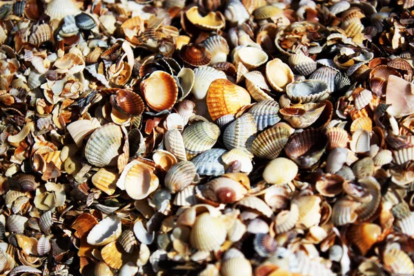 Shell as background — Stock Photo, Image