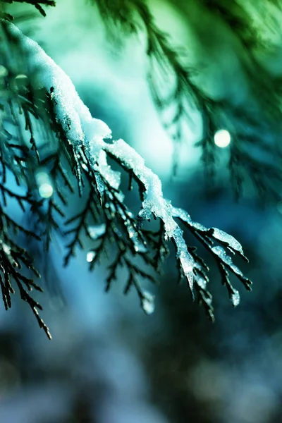 Nieve en el jardín en los arbustos de coníferas. Brote de enebro verde — Foto de Stock