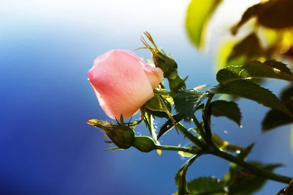 Růžová růže s kapkami vody — Stock fotografie