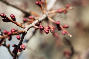 ağaç dal dal ağaç tomurcukları ile kayısı çiçek tomurcuk