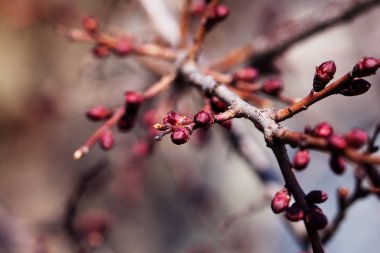 ağaç dal dal ağaç tomurcukları ile kayısı çiçek tomurcuk