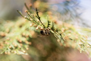 Yeşil bir çiçek arıya. Makro bal arısı yeşil çiçek. 