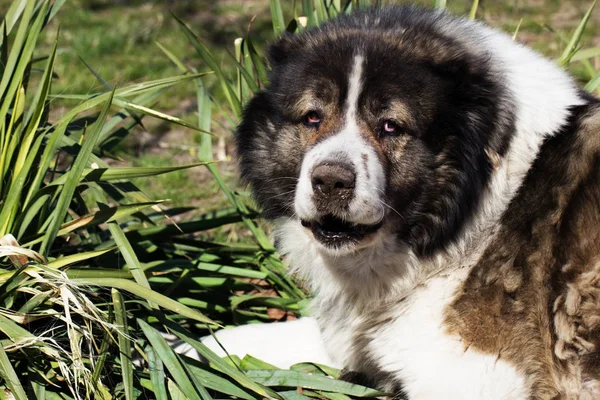 Dospělý Kavkazský pastevecký pes. Nadýchané Kavkazský pastevecký pes je l — Stock fotografie