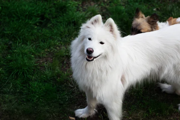 Pluizig Samojeed hond in groen park — Stockfoto