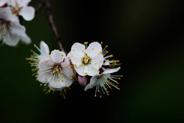 Kayısı çiçek tomurcukları bir tr dalları üzerinde şube yakın çekim