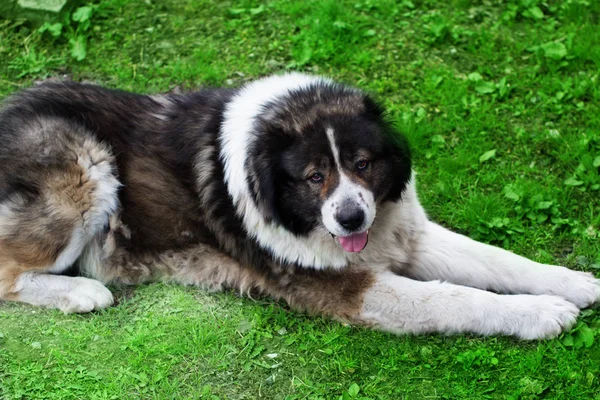 Flauschiger kaukasischer Schäferhund liegt auf grünem Gras — Stockfoto