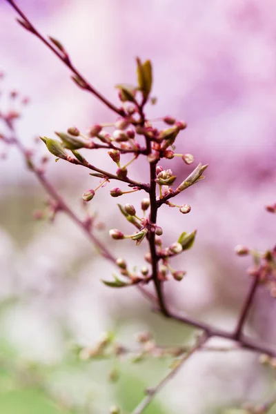 Wiosna kwiaty kwitnących wiosną na Śliwa przeciwko soft-flo — Zdjęcie stockowe