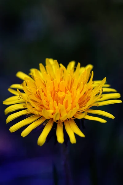 Estambres de diente de león amarillo. De cerca. . — Foto de Stock