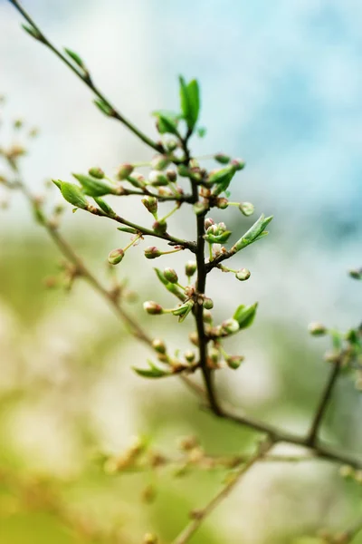 Άνοιξη λουλούδια που ανθίζουν την άνοιξη σε ένα δέντρο δαμάσκηνο εναντίον μαλακό flo — Φωτογραφία Αρχείου