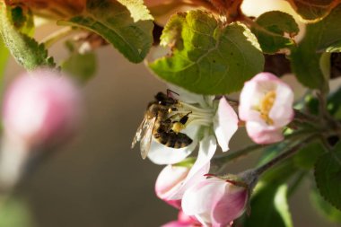 elma çiçeği üzerinde arı.