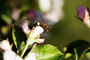elma çiçeği üzerinde arı.