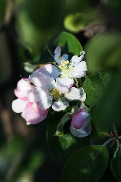 Tavasszal virágzó Alma fa háttér — Stock Fotó