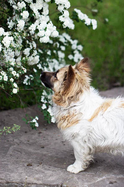 春に小さな犬 — ストック写真