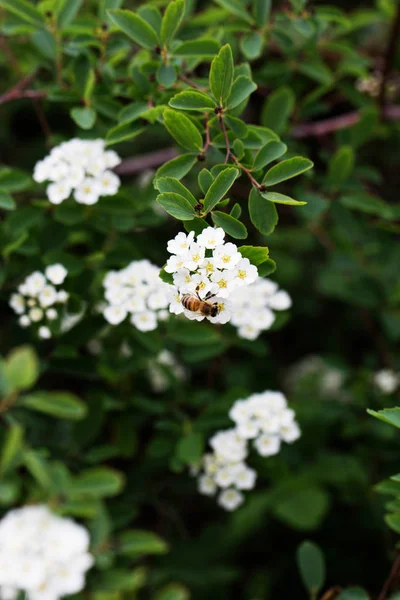 Bee on a flower of the white cherry blossoms. — Stock Photo, Image