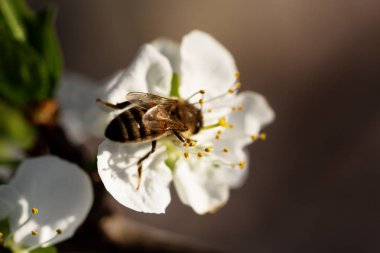 Beyaz kiraz çiçeklerinin üzerinde arı var.. 