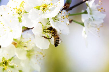 Beyaz kiraz çiçeklerinin üzerinde arı var.. 
