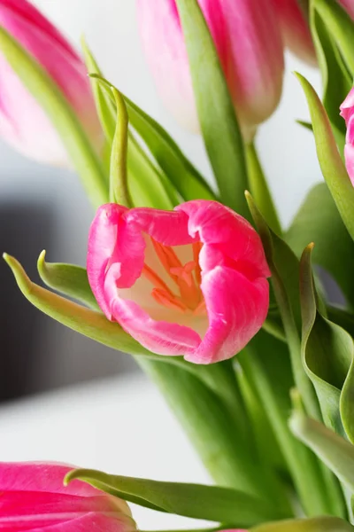 Fräsch rosa tulpaner. Rosa tulpan. Tulpaner. Blomma bakgrund. — Stockfoto