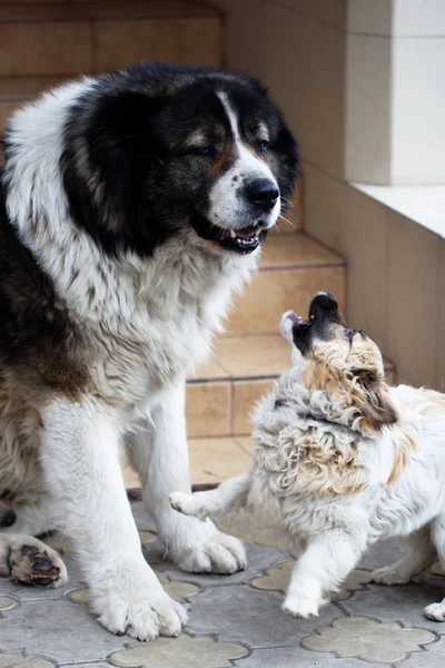 Caucasian Shepherd  large guard dog — Stock Photo, Image