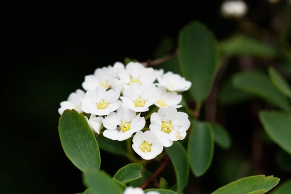 Beautiful spring white paints. Symbol of Spring — Stock Photo, Image