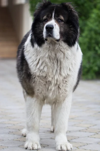 Caucasian Shepherd  large guard dog — Stock Photo, Image