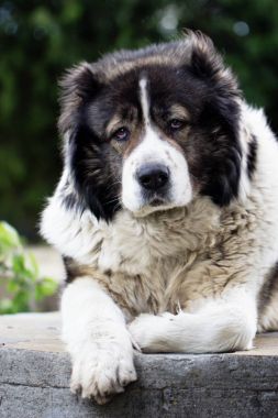 Kafkas çoban büyük bekçi köpeği