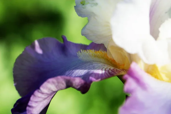 Fleurs printanières dans un jardin — Photo