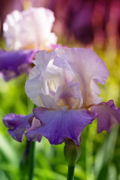 Voorjaar bloemen in een tuin — Stockfoto