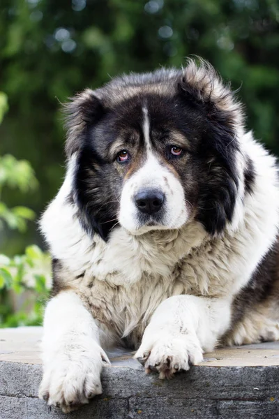 Pastor caucasiano cão de guarda grande — Fotografia de Stock