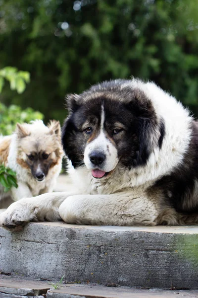 高加索牧羊犬大看门狗 — 图库照片