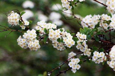 Su damlaları ile beyaz çiçekler yakın çekim.