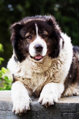 Yetişkin Kafkas çoban köpeği.