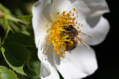 Bir çiçek arıya. Bir whiteflower bir çiçek arıya