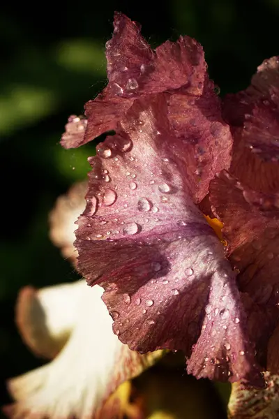 Irisblütenblatt schließen, das mit Regentropfen oder Tau bedeckt ist — Stockfoto