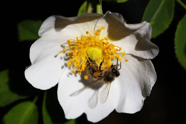 Biene auf einer Blume. Biene auf einer Blume eines weißen Sonnenhuts — Stockfoto