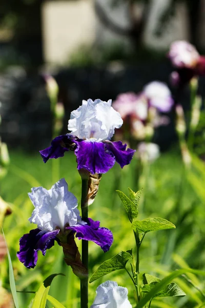 Fleur d'iris blanc-violet fleurissant au printemps dans le jardin . — Photo