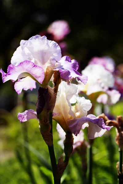 Irisgarten Blume blüht im Garten — Stockfoto