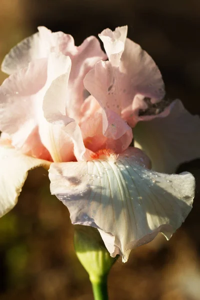 Nahaufnahme von hellrosa Iris — Stockfoto