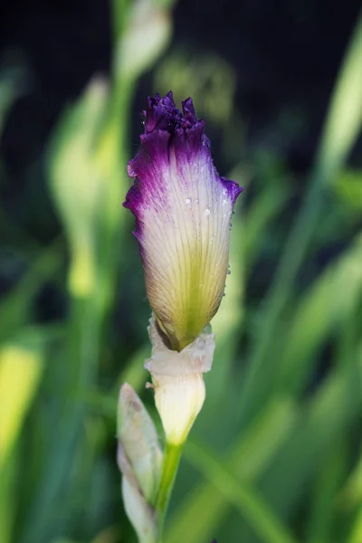 Gros plan de fleurs d'iris bleu . — Photo