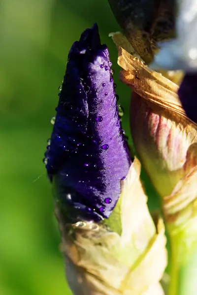 Nahaufnahme von blauen Irisblüten. — Stockfoto