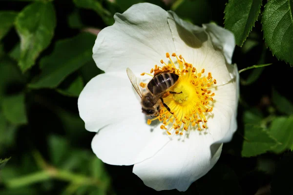 Μέλισσα πάνω σε ένα λουλούδι. Μέλισσα πάνω σε ένα λουλούδι από ένα whiteflower — Φωτογραφία Αρχείου