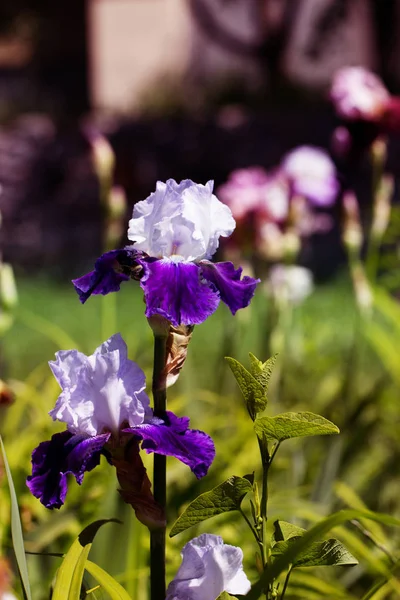 庭で春に咲く白バイオレット アイリスの花. — ストック写真