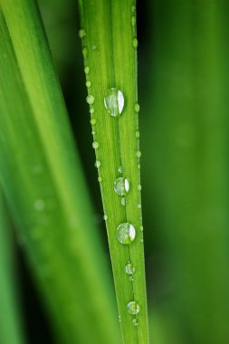 yeşil çim zemin üzerine su damlaları.