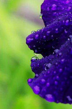 Iris petal üzerinde yağmur damlaları. 