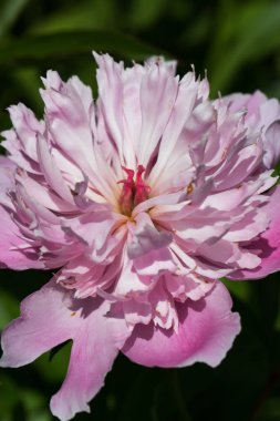 Pembe Şakayık çiçekler, güzel pembe Şakayık çiçekleri tam ben çiçek