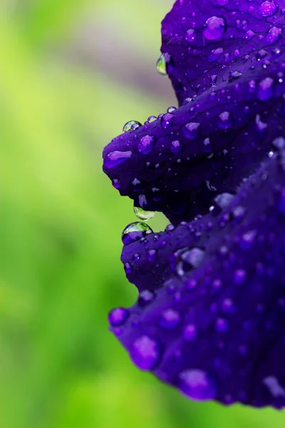 Gotas de lluvia sobre un pétalo de iris . — Foto de Stock