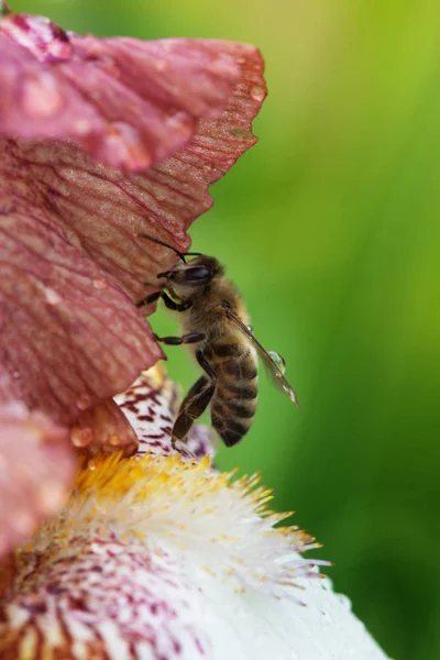 Honey bee on a flower closeup — Stock Photo, Image