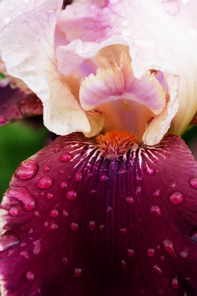 Gotas de lluvia sobre un pétalo de iris . — Foto de Stock