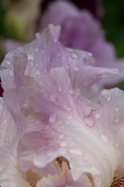 Regentropfen auf einem Irisblatt. — Stockfoto