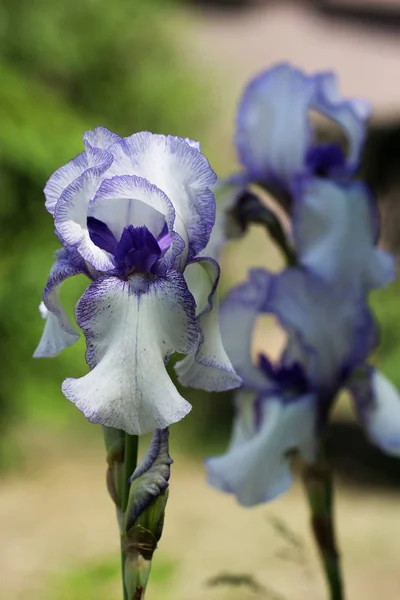 Une plante d'iris en fleur de jardin au printemps . — Photo