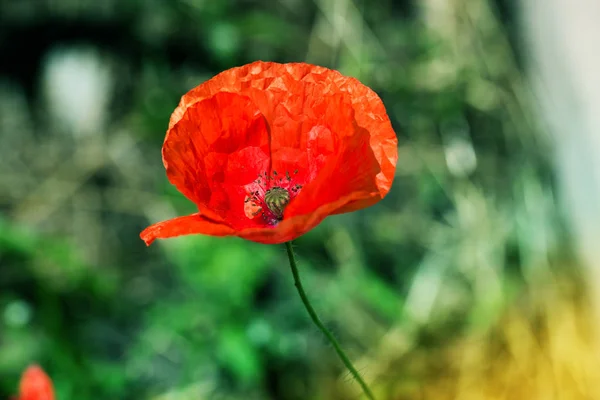 Amapola roja solitaria en el campo de malas hierbas verdes. Flores de amapola . — Foto de Stock